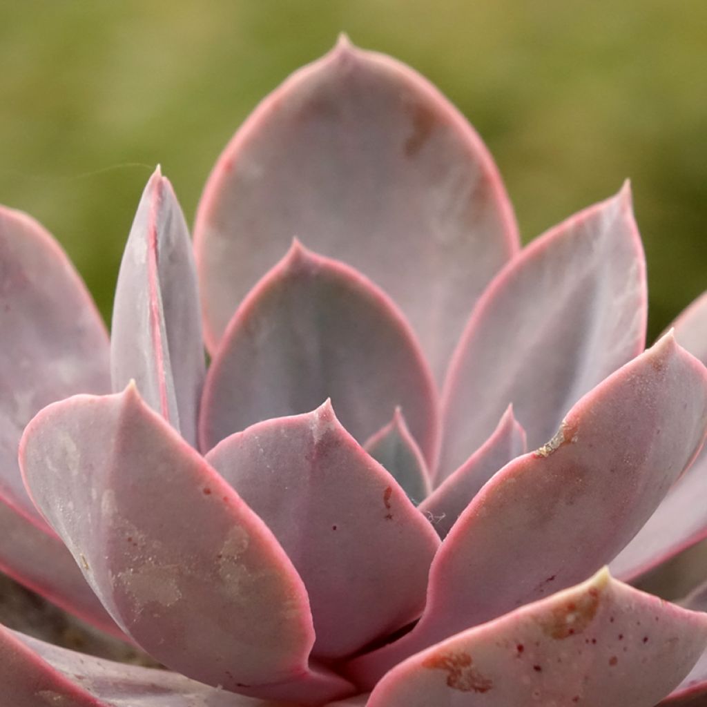 Echeveria Perle Von Nürnberg