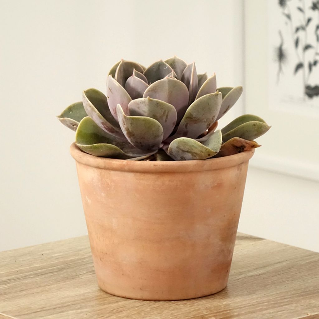 Echeveria Perle Von Nürnberg
