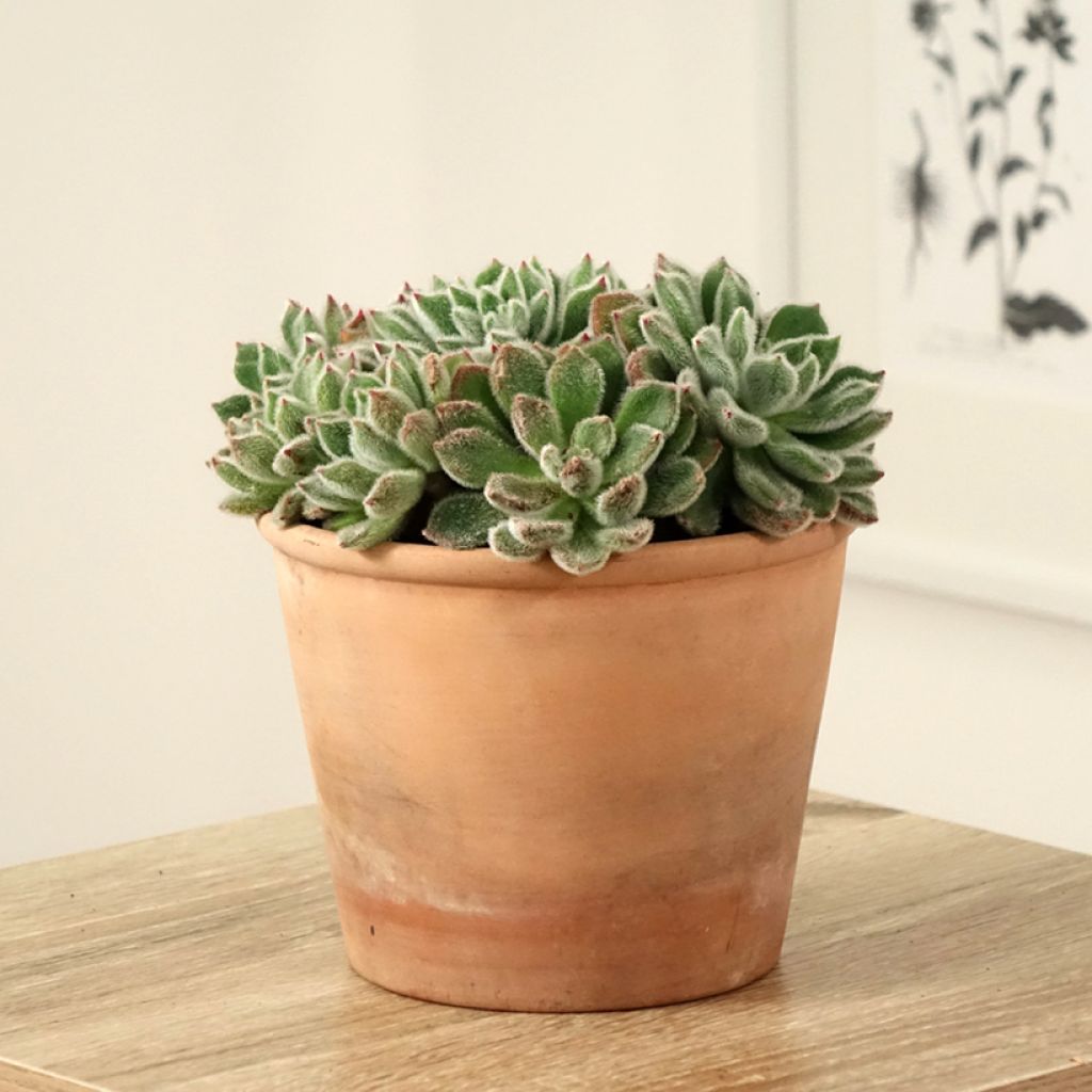 Echeveria setosa