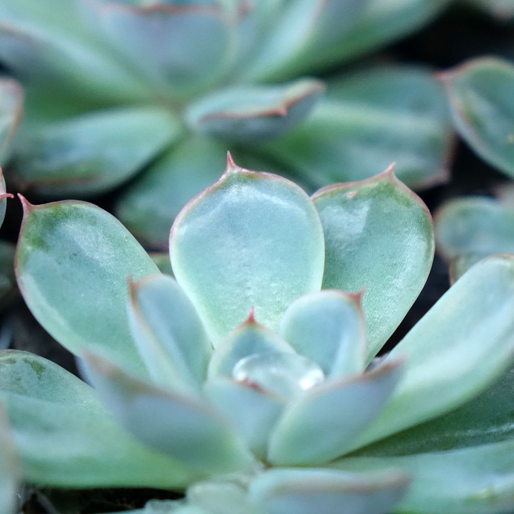 Echeveria Shira