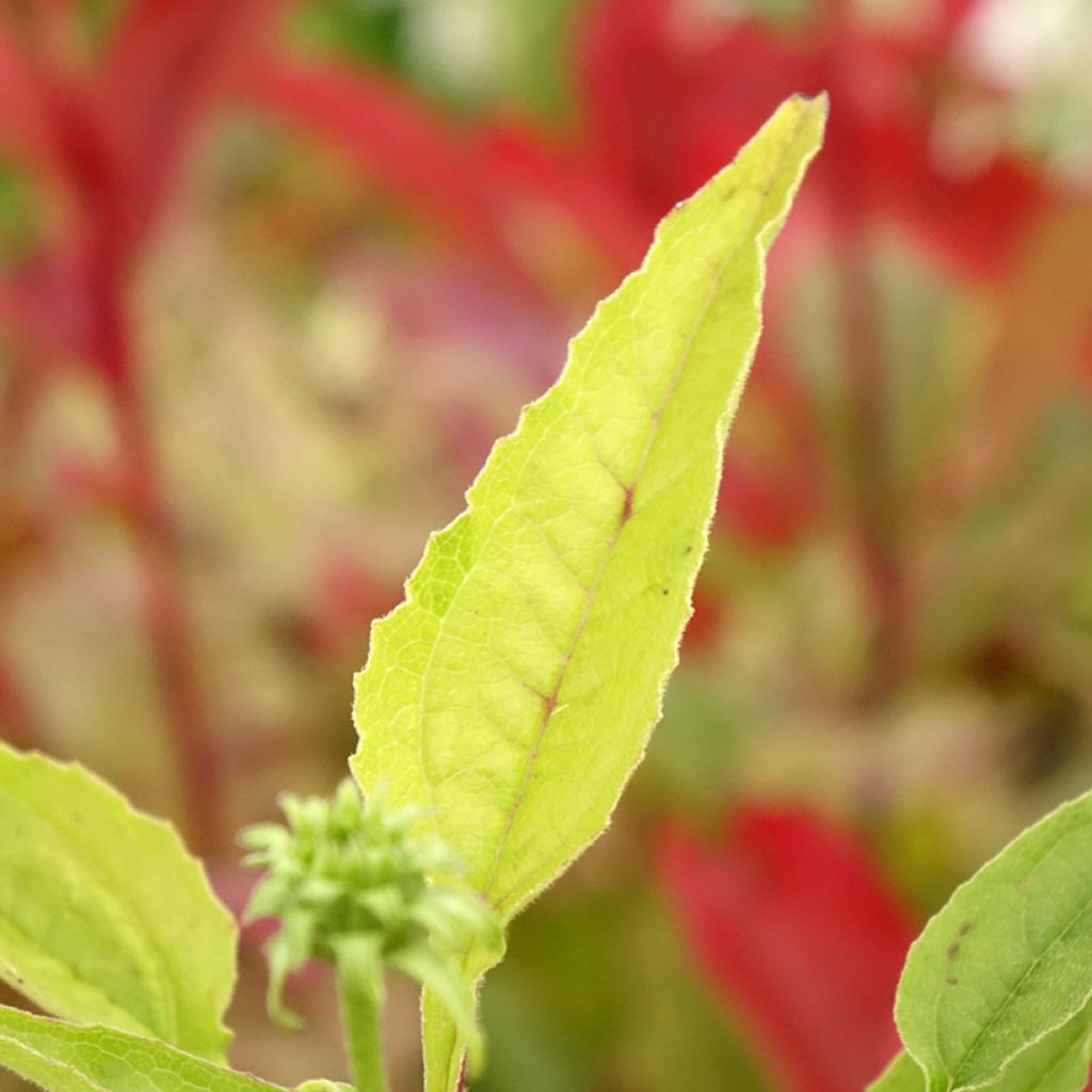 Echinacea Cheyenne Spirit - Echinacée