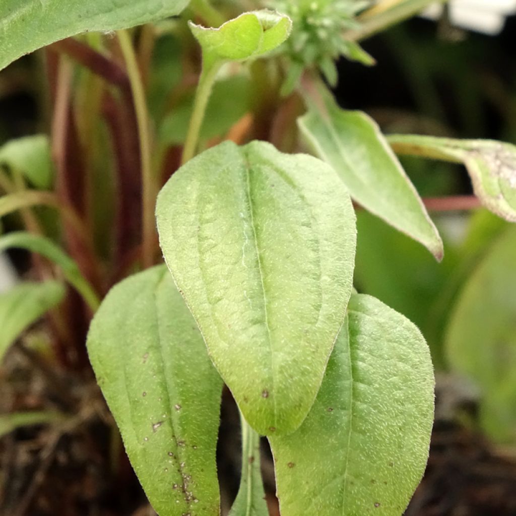 Echinacea Julia - Echinacée