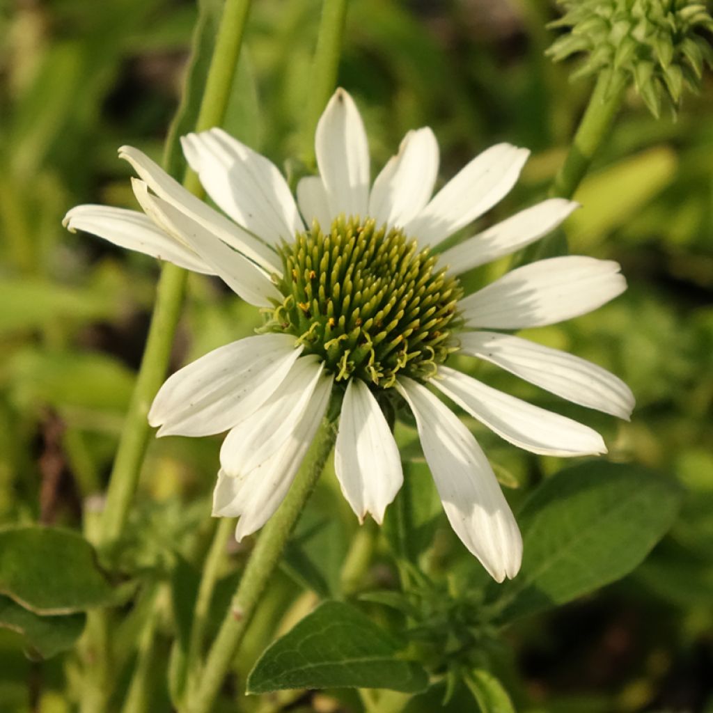Echinacea Kismet blanc (White) - Echinacée