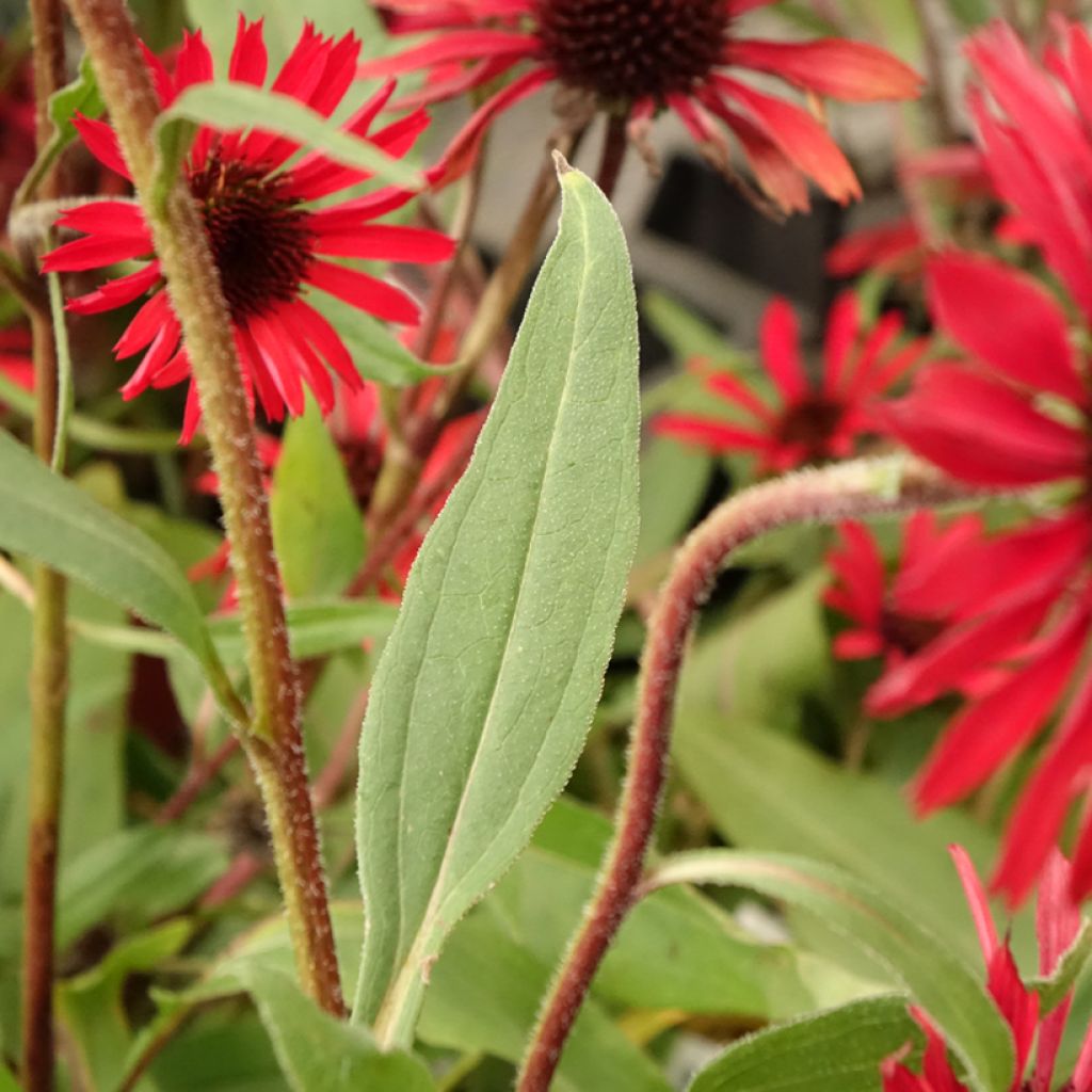 Echinacea Prima Ruby - Echinacée