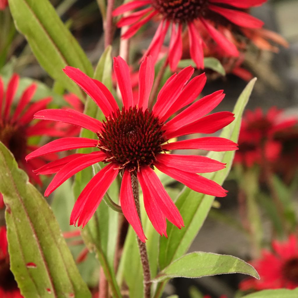Echinacea Prima Ruby - Echinacée