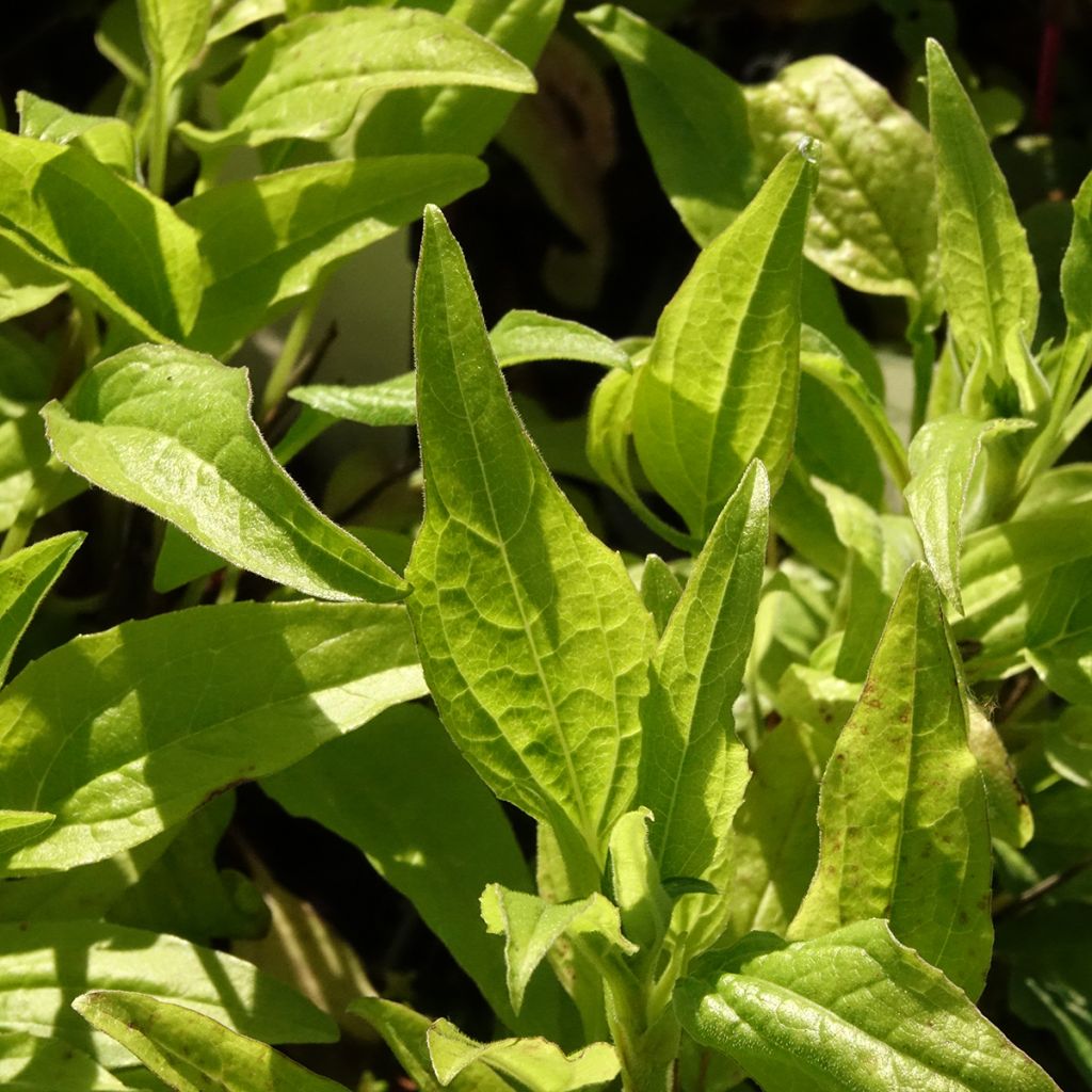 Echinacea Sunny Meadow Mama - Echinacée