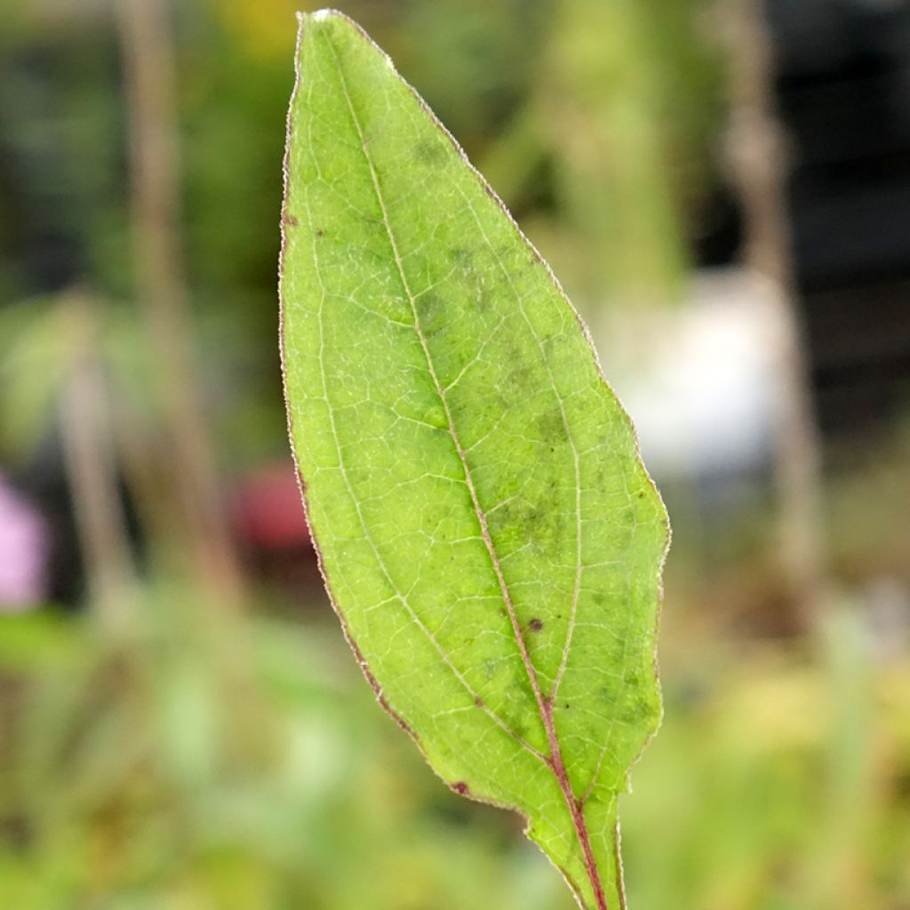Échinacée Sombrero Baja Burgundy