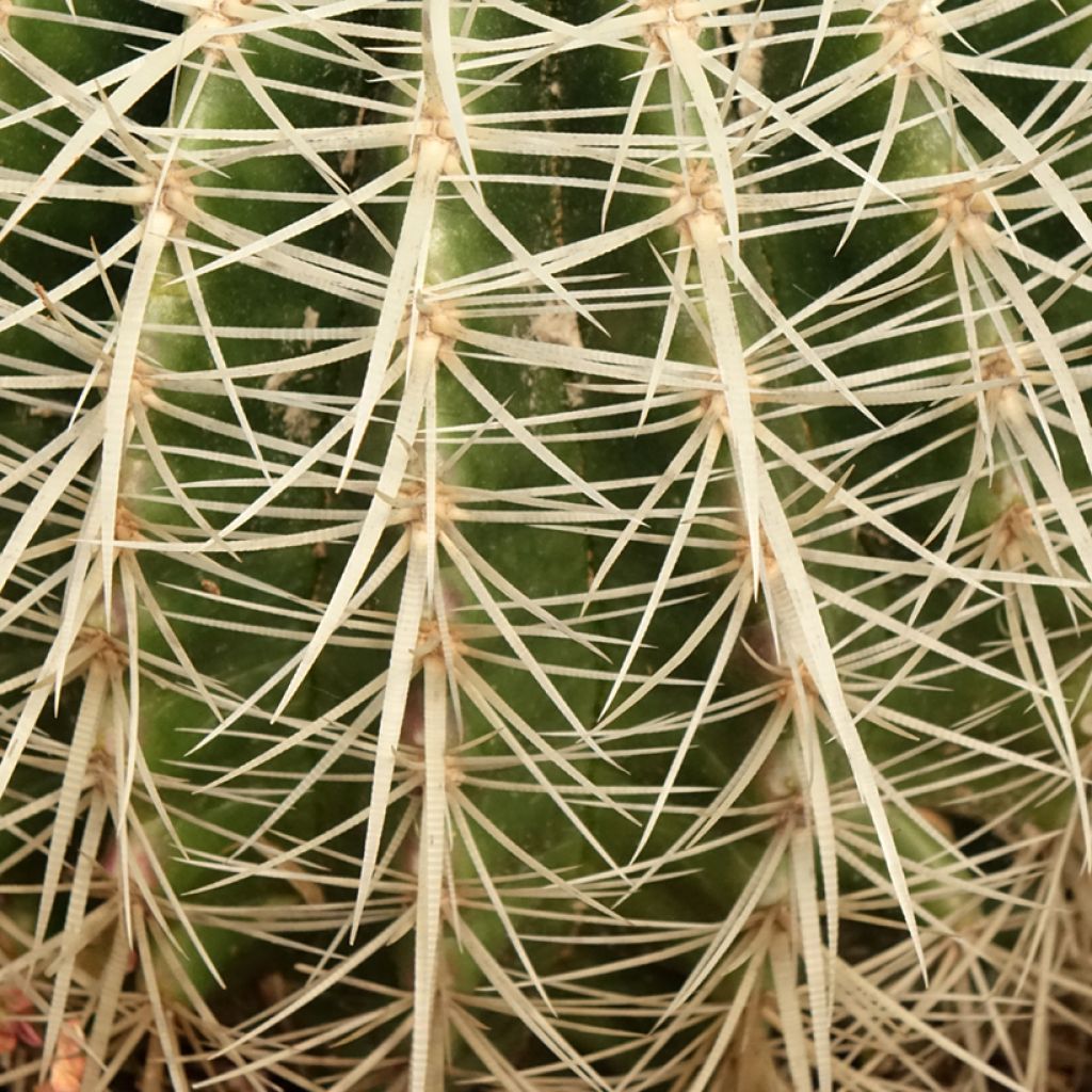Echinocactus grusonii var. albispinus - Coussin de Belle-mère