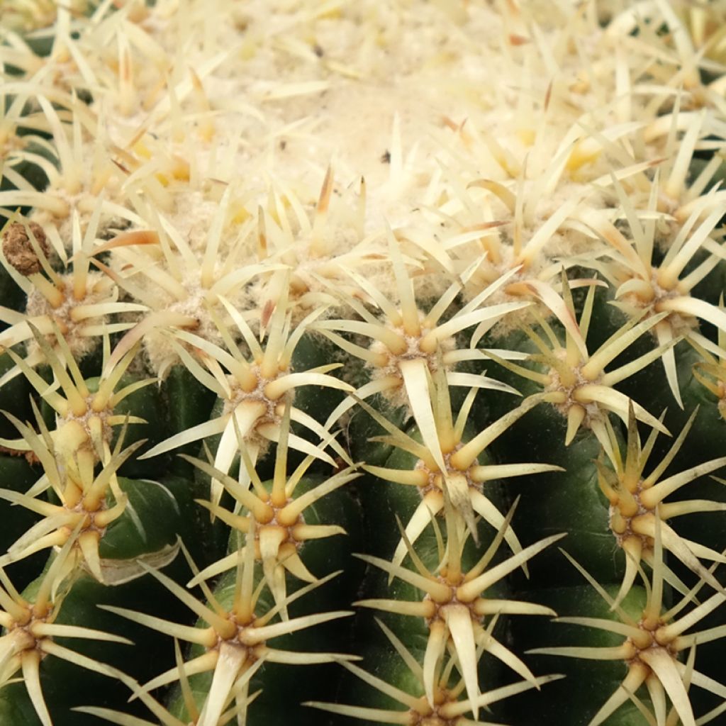 Echinocactus grusonii var. brevispinus - Coussin de Belle-mère