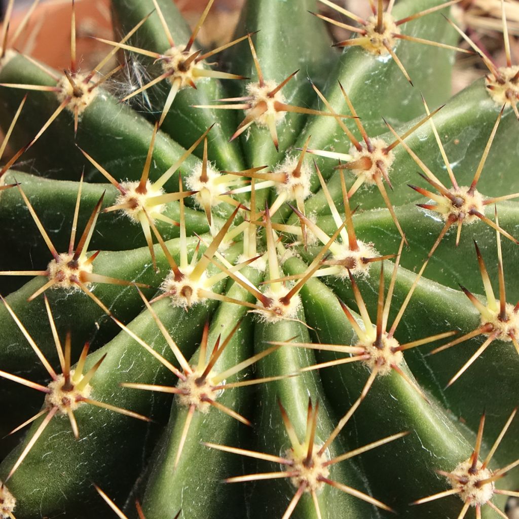 Echinopsis multiplex - Boule de Moïse