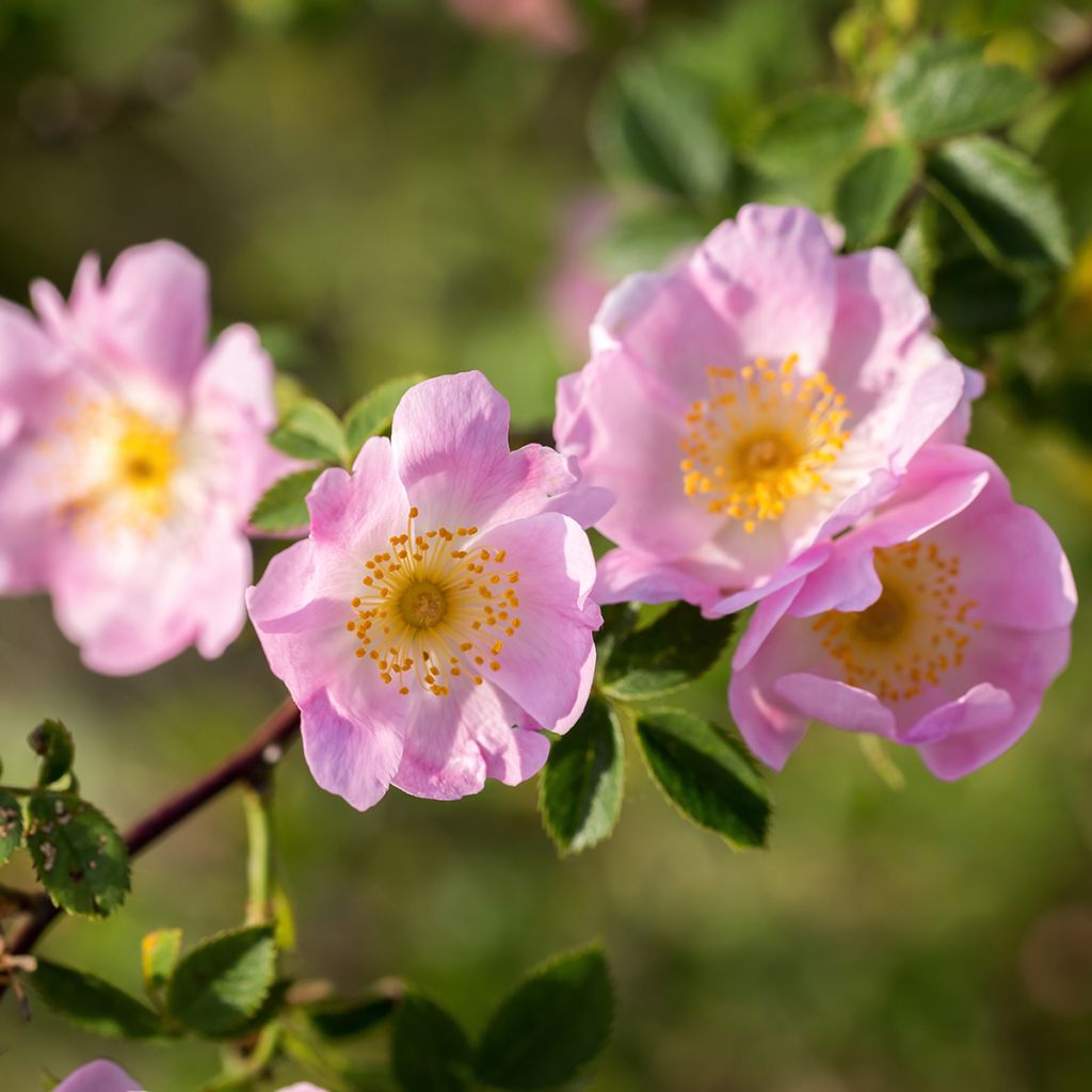 Églantier - Rosa canina