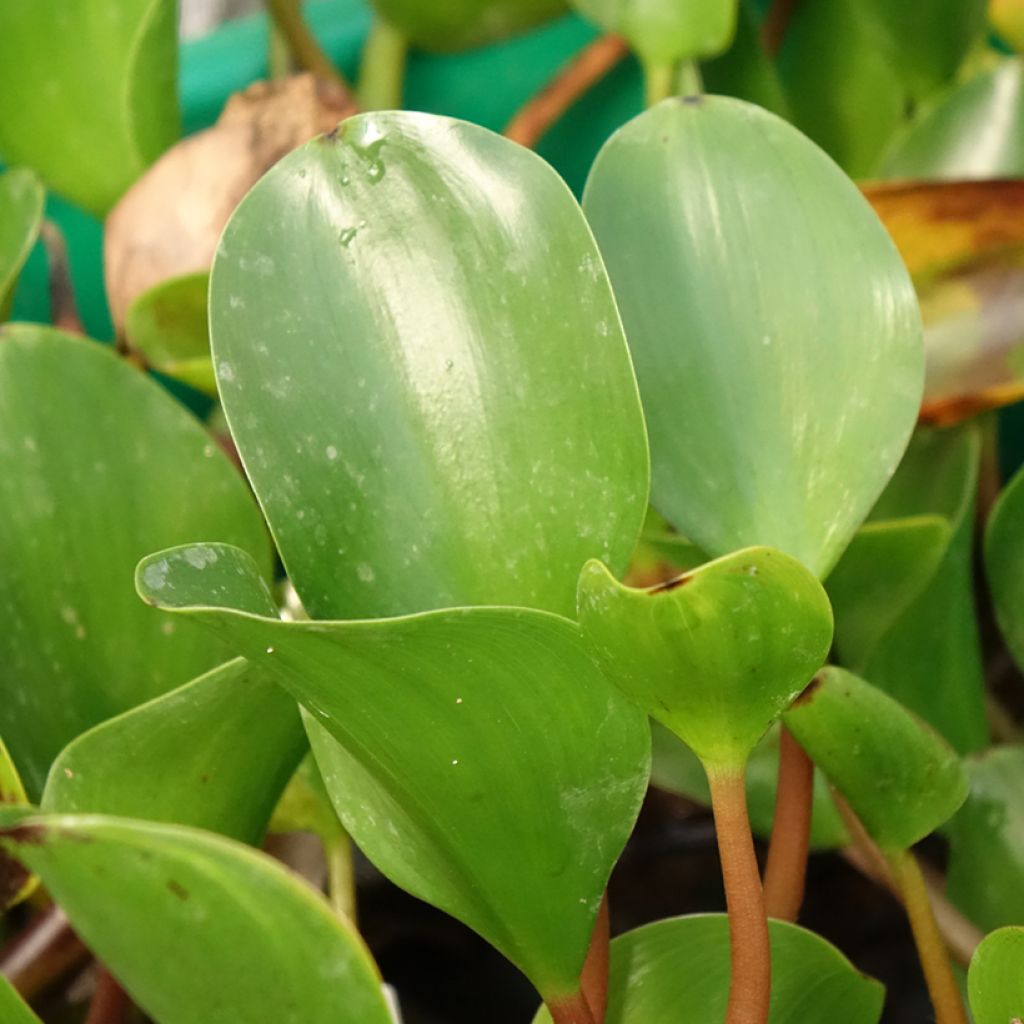 Eichhornia azurea - Eichornie azur