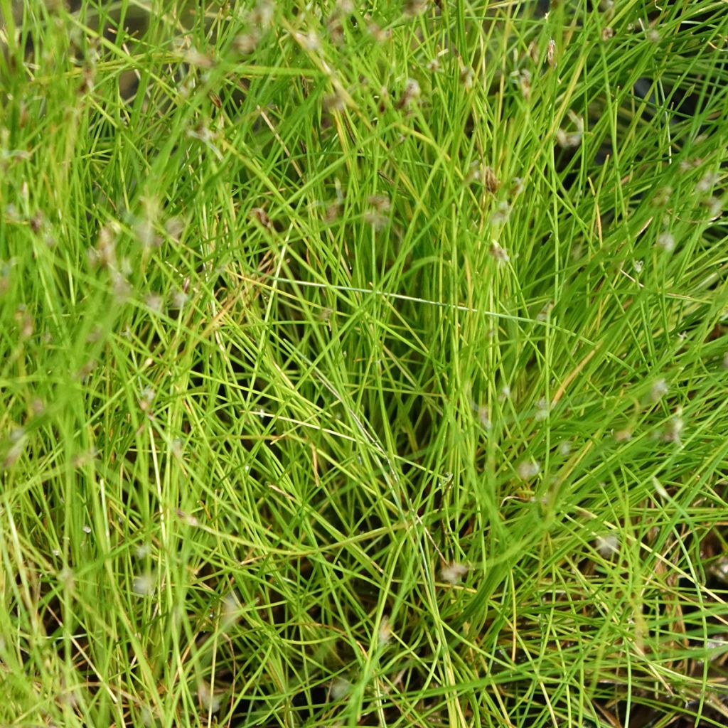Eleocharis acicularis - Scirpe épingle