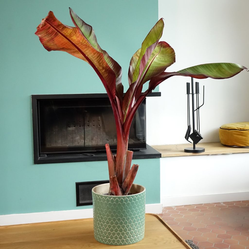 Ensete ventricosum Maurelii - Bananier rouge d'Abyssinie