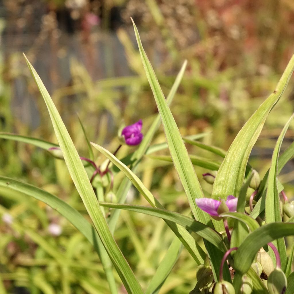 Ephémère de Virginie, Tradescantia andersoniana Karminglut