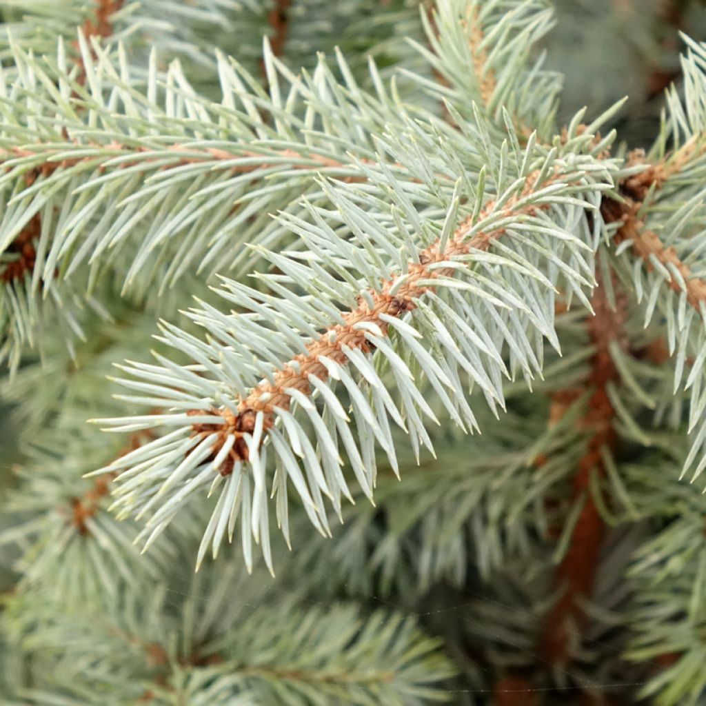 Epicéa bleu - Picea pungens Edith