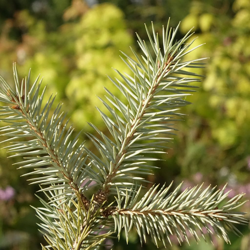 Epicea bleu - Picea pungens Karpaten
