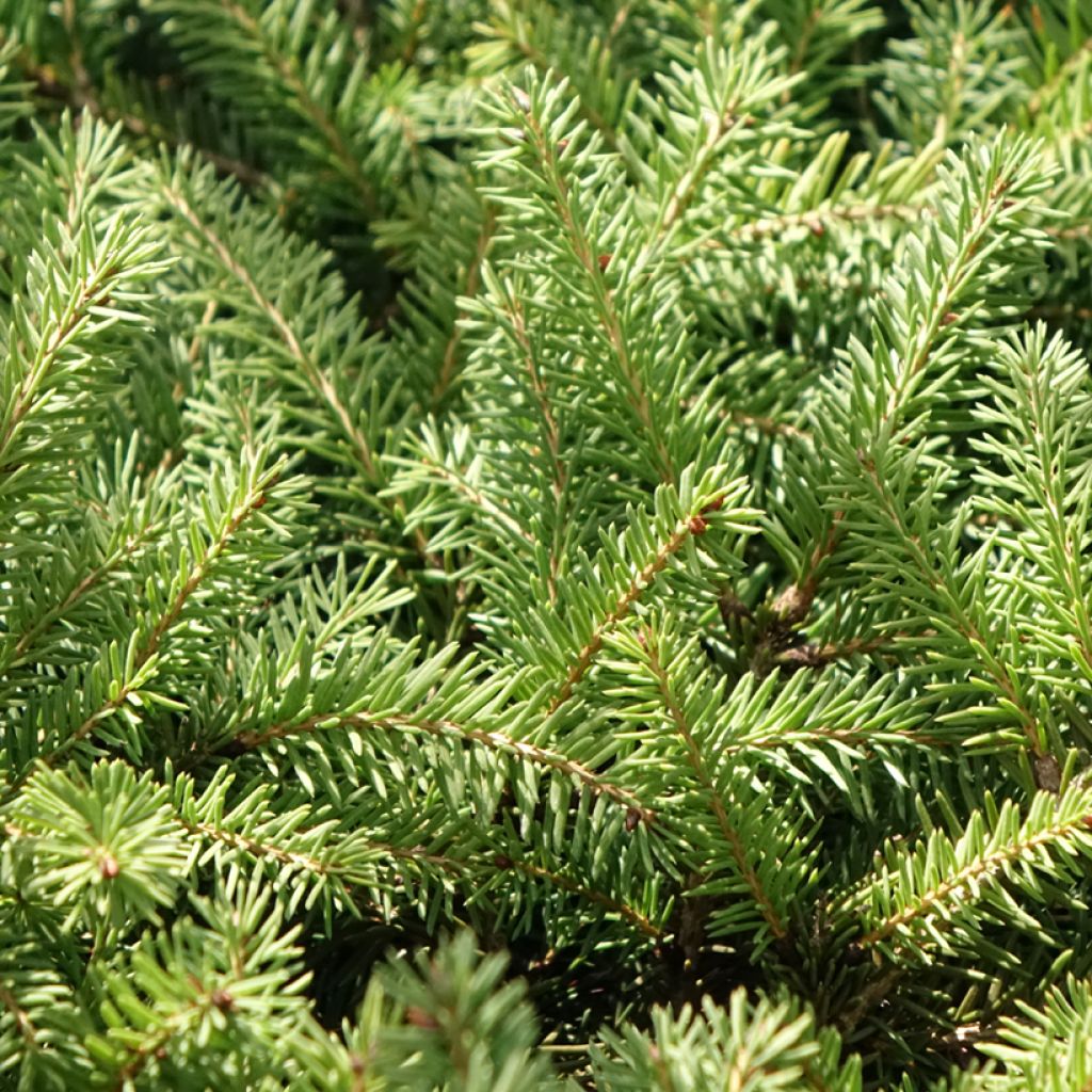 Epicéa commun nain - Picea abies Zagwiżdże