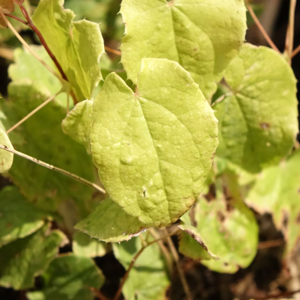 Epimedium asiatic hybrids, Fleur des elfes