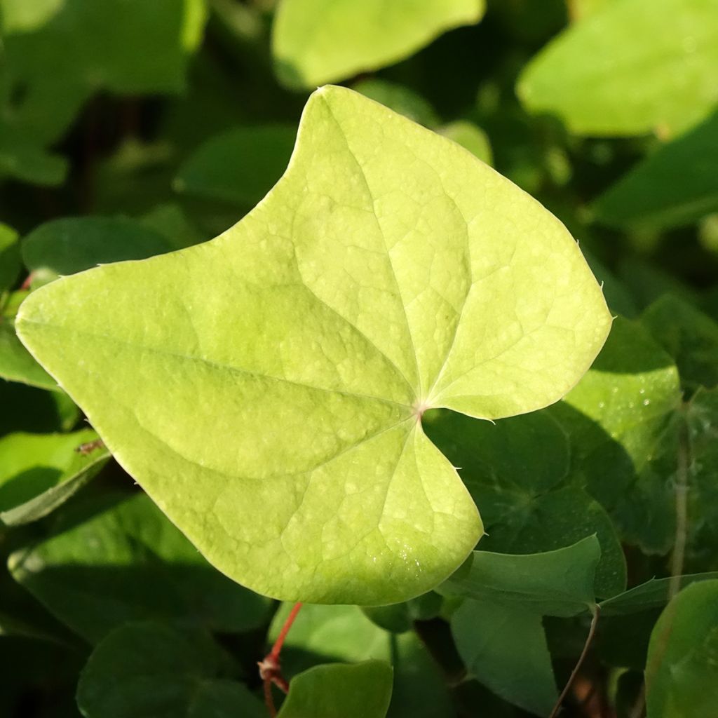 Epimedium elongatum - Fleur des Elfes
