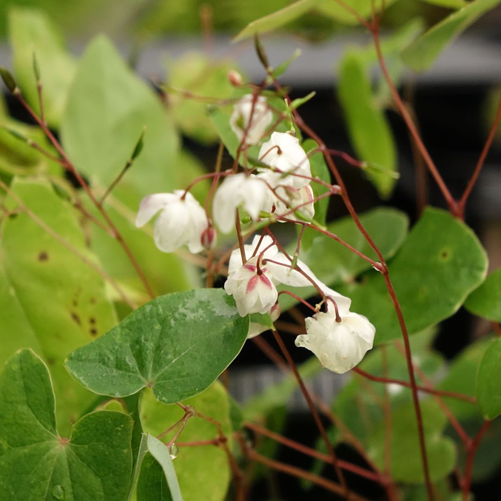 Epimedium elongatum - Fleur des Elfes