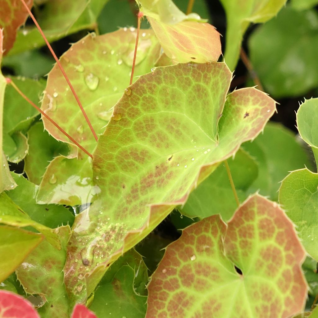 Epimedium perralderianum - Fleur des Elfes