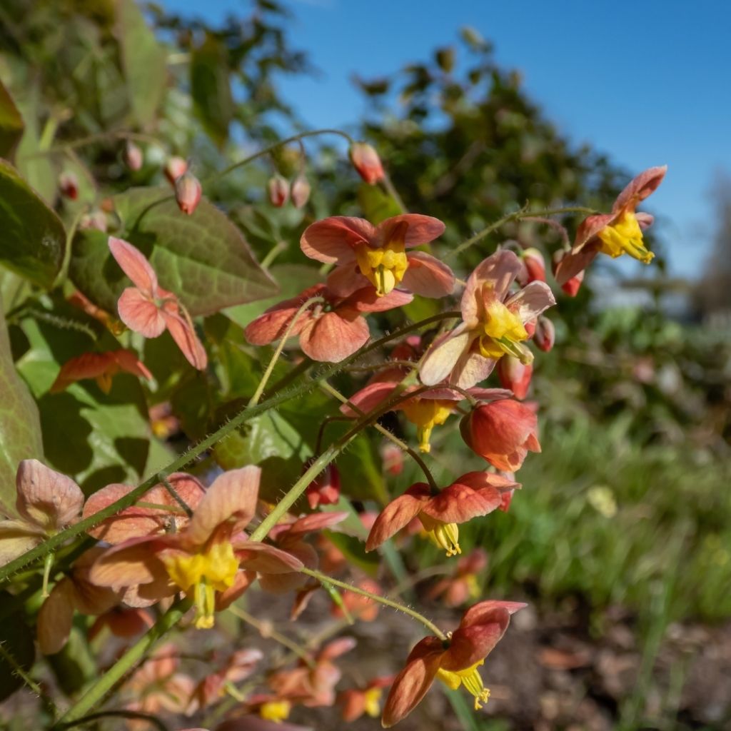 Fleur des Elfes - Epimedium x warleyense Orangekönigin
