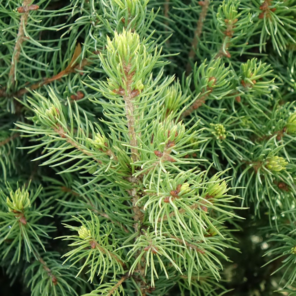 Epinette blanche - Picea glauca Biesenthaler Frühling