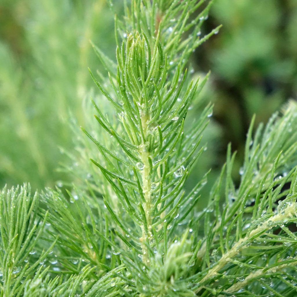 Epinette blanche - Picea glauca Conica