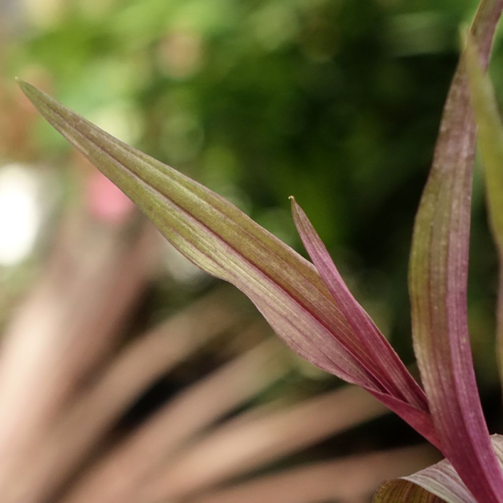 Epipactis gigantea Night Serpentine - Orchidée de jardin 