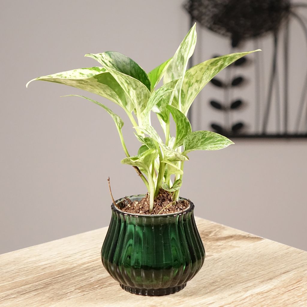 Epipremnum aureum Marble Queen - Pothos