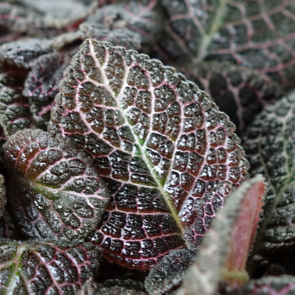 Episcia Country Brilliance