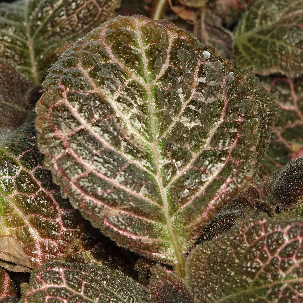 Episcia Pink Acajou
