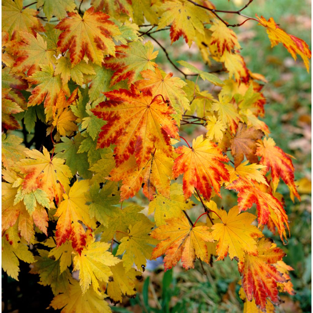 Érable du Japon - Acer japonicum Vitifolium