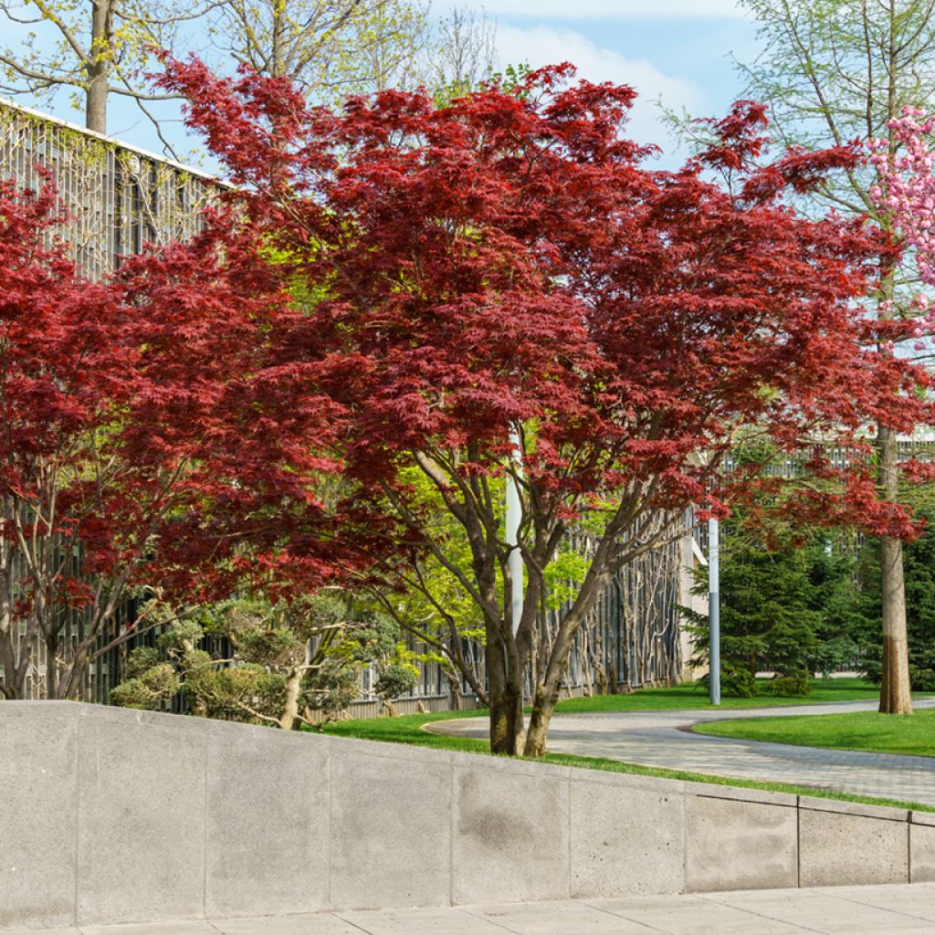 Érable du Japon - Acer palmatum Atropurpureum
