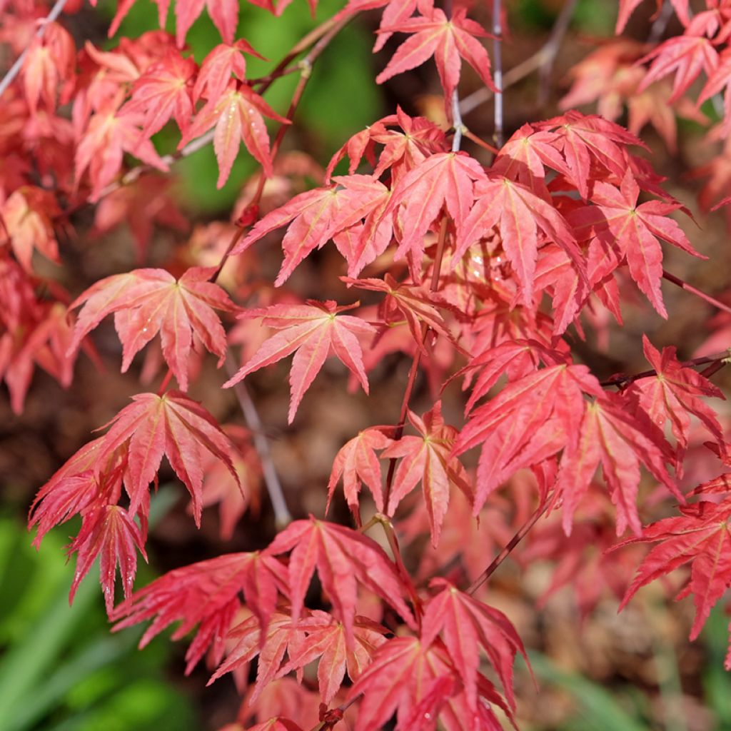Érable du Japon - Acer palmatum Deshojo