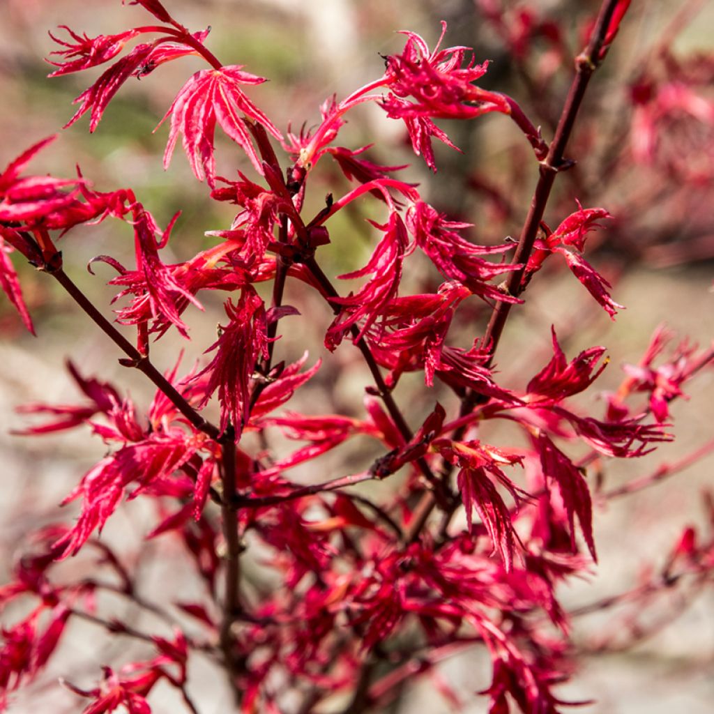 Érable du Japon - Acer palmatum Deshojo