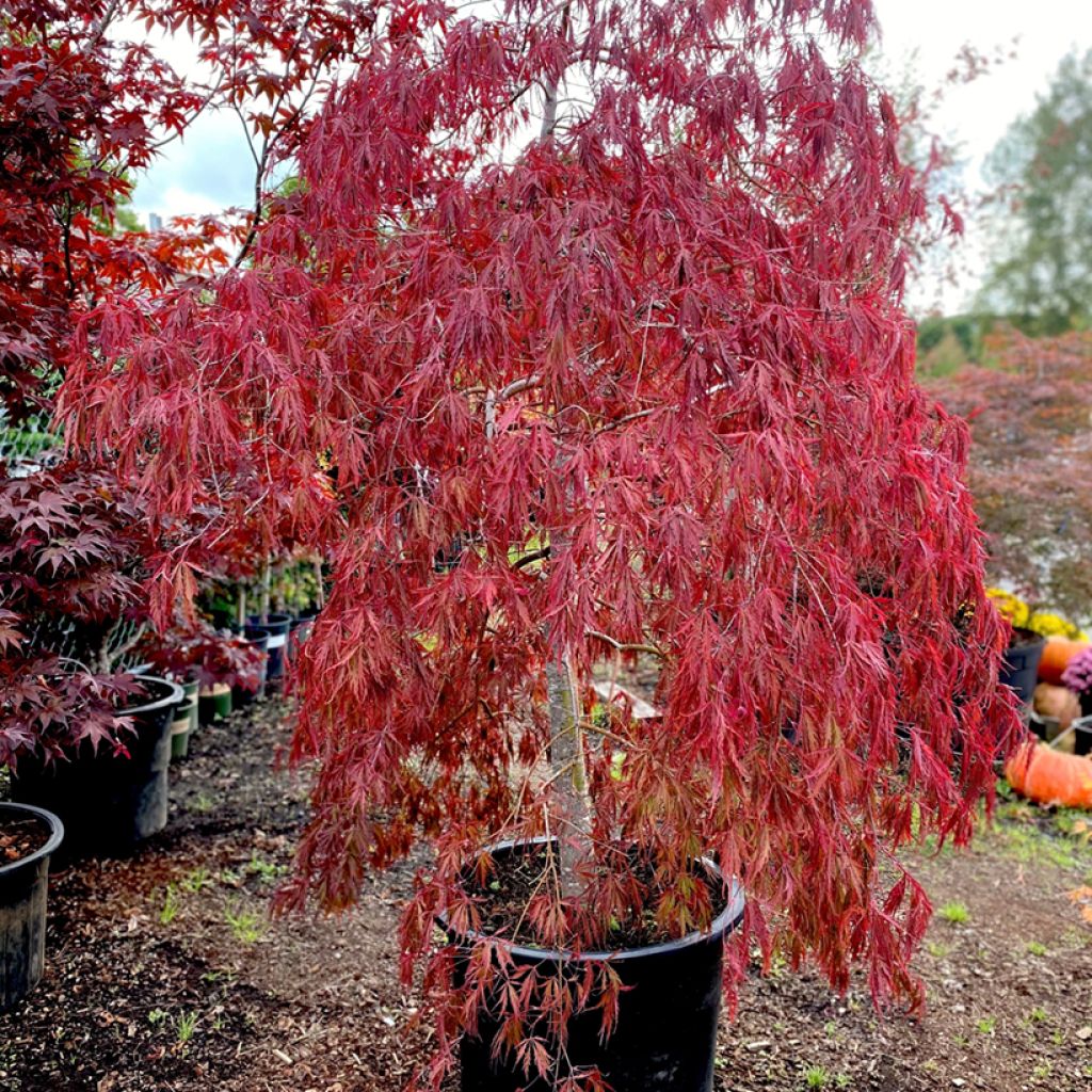 Érable du Japon - Acer palmatum Dissectum Tamukeyama