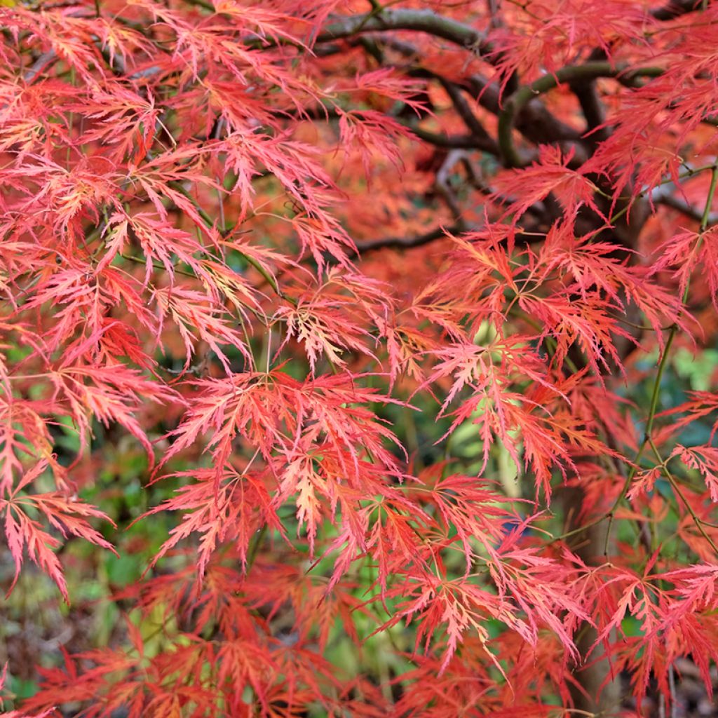 Érable du Japon - Acer palmatum Dissectum Viridis
