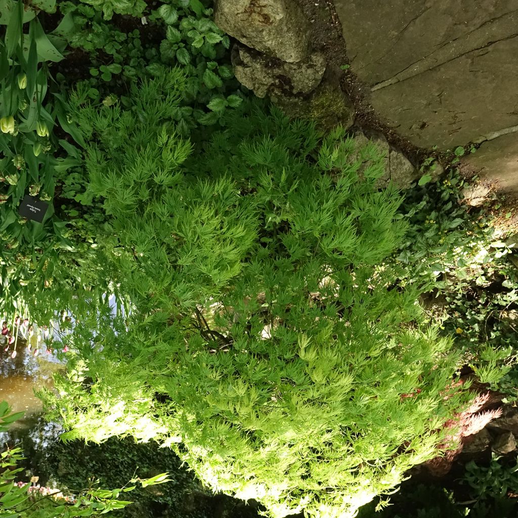 Érable du Japon - Acer palmatum Dissectum Viridis