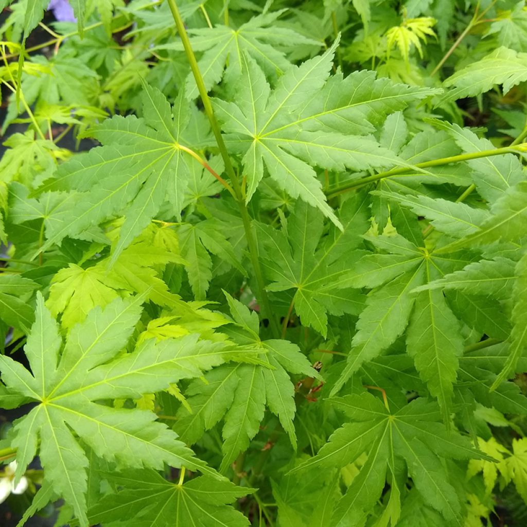 Érable du Japon - Acer palmatum Going Green