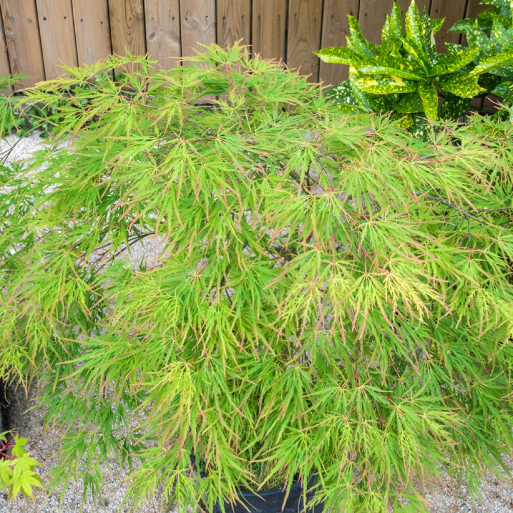 Érable du Japon - Acer palmatum Seiryu