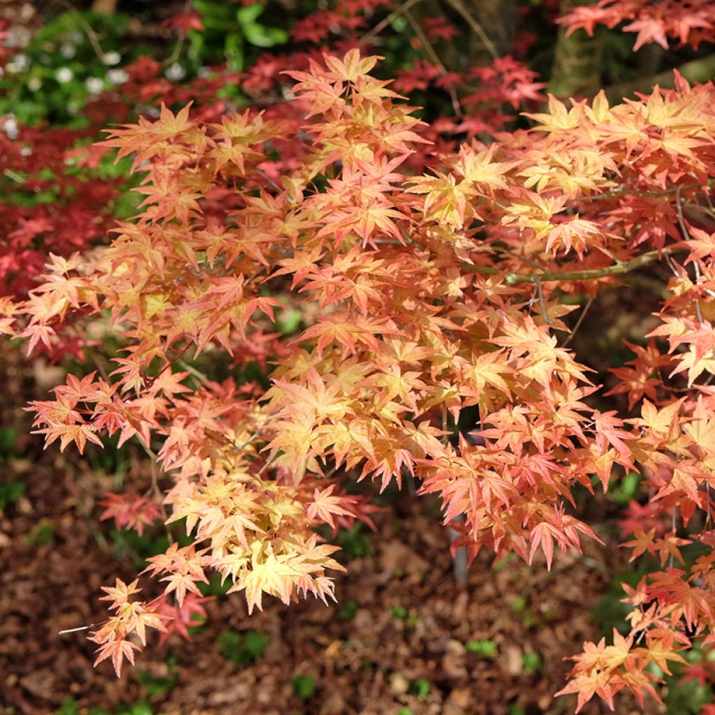 Érable du Japon - Acer palmatum Shindeshojo