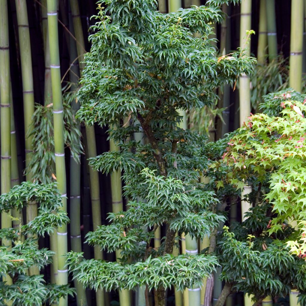 Érable du Japon - Acer palmatum Shishigashira