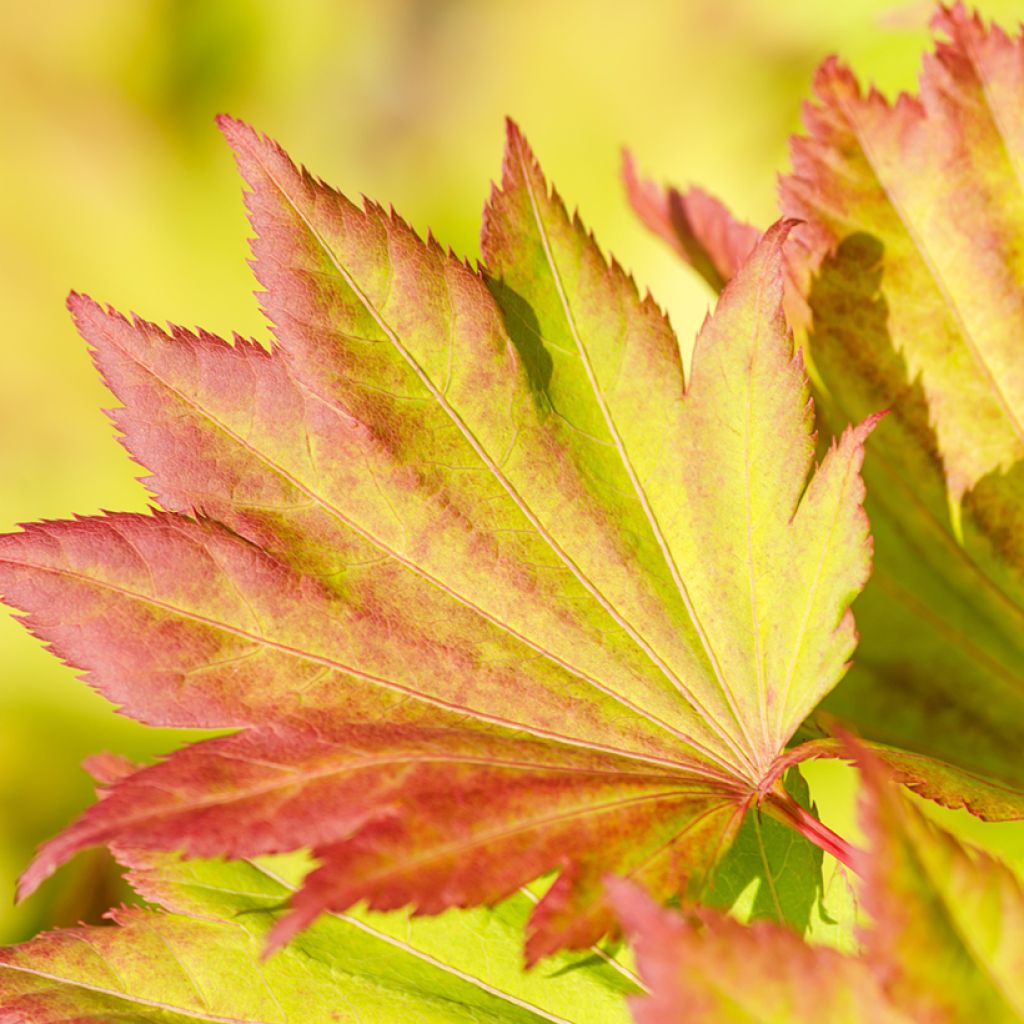 Érable du Japon - Acer shirasawanum Aureum