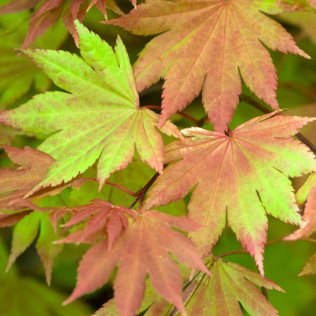 Érable du Japon - Acer shirasawanum Autumn Moon