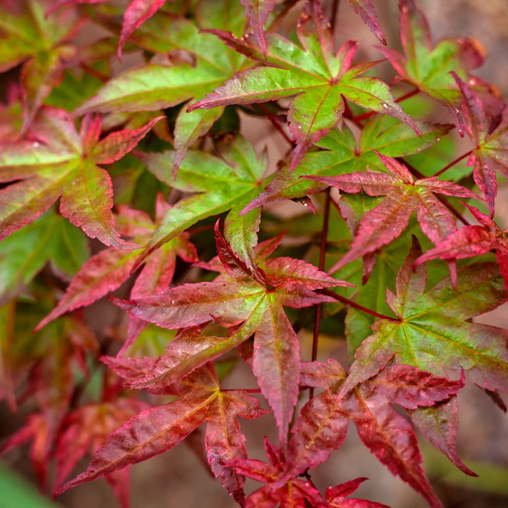 Érable du Japon Beni Maiko - Acer palmatum