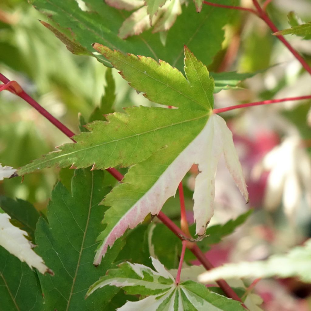 Erable du Japon - Acer palmatum Asahi Zuru