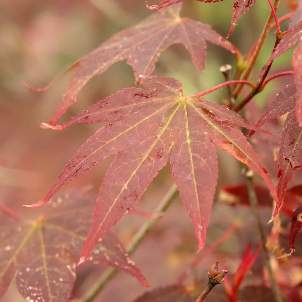 Érable du Japon - Acer palmatum Atropurpureum