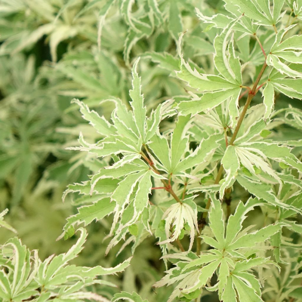 Érable du Japon - Acer palmatum Butterfly